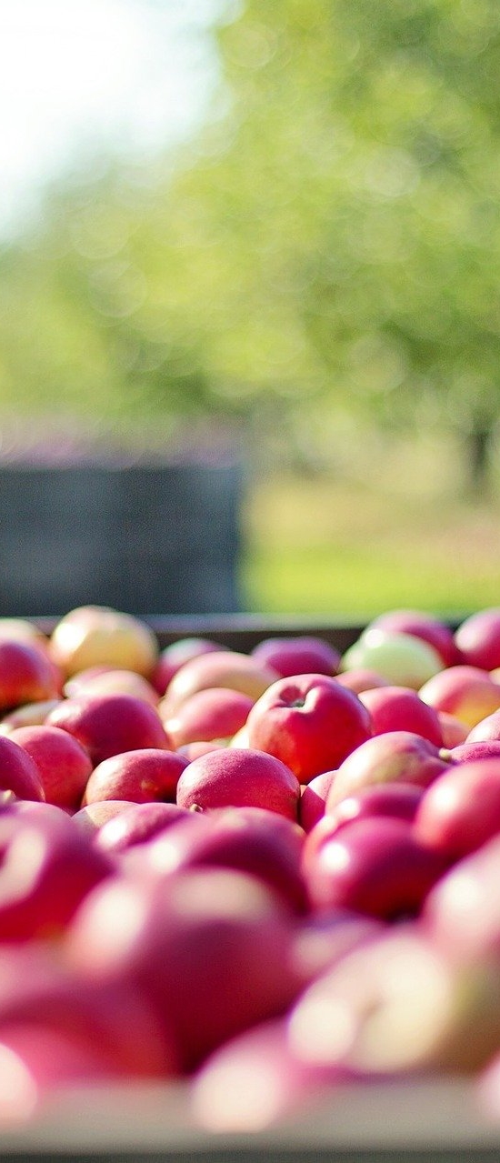 apples